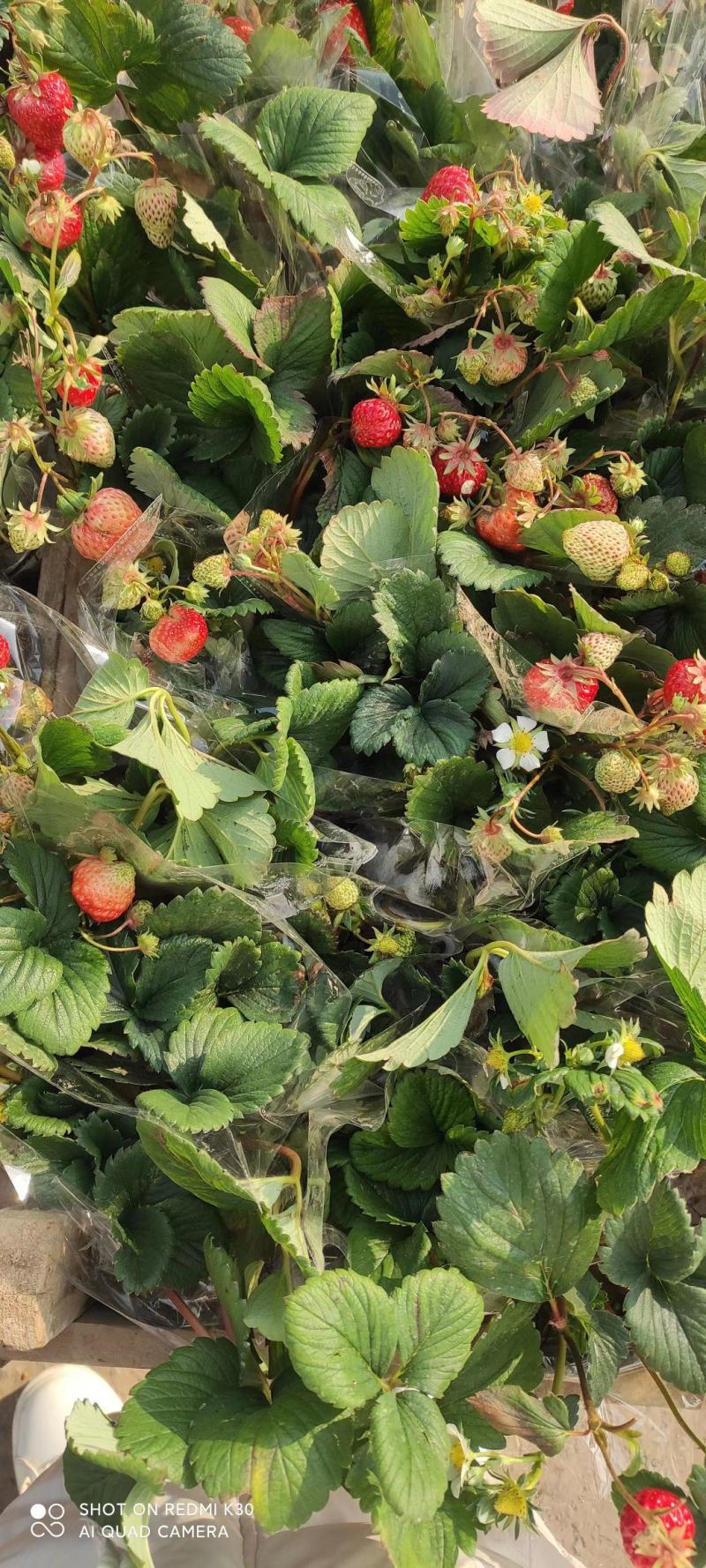 草莓小盆栽基地直发盆栽草莓质量保证