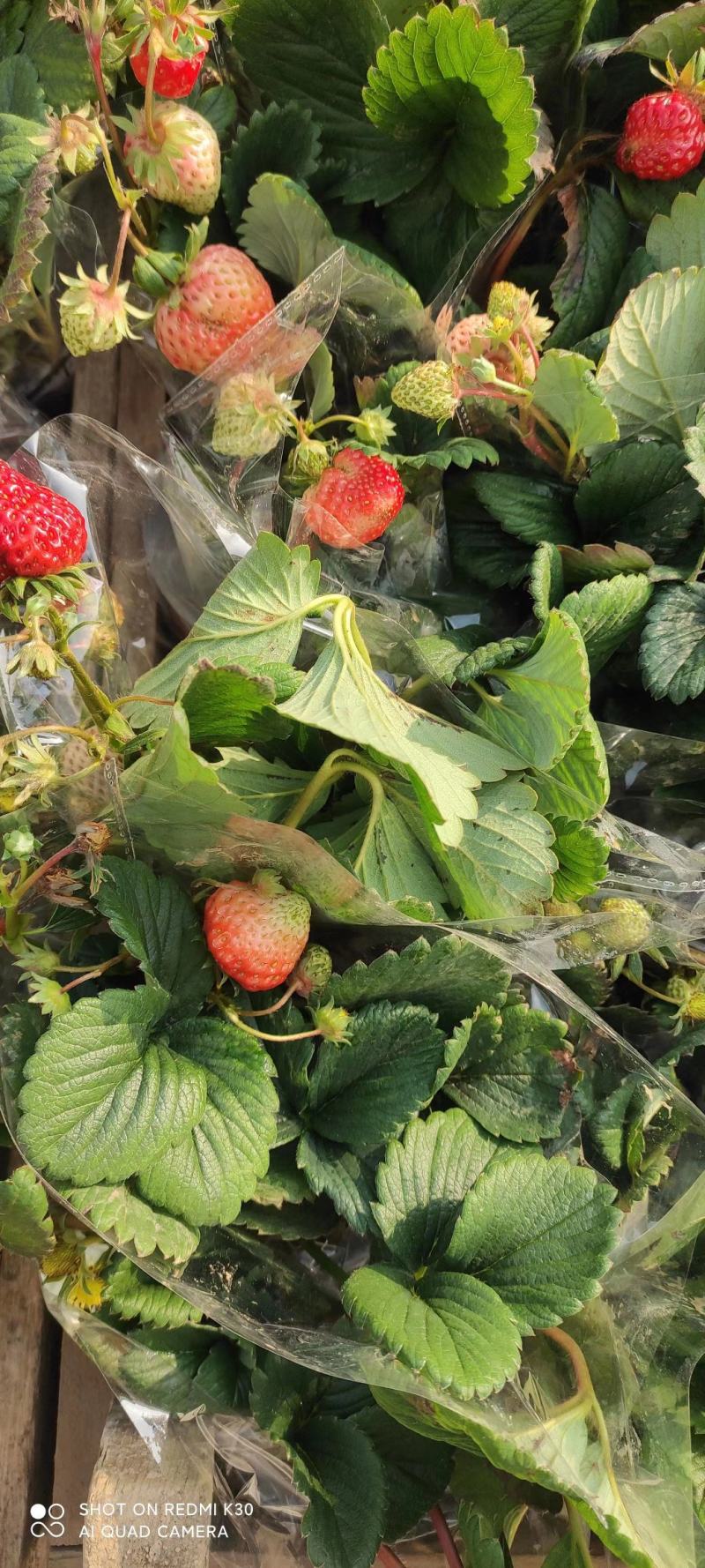 草莓小盆栽基地直发盆栽草莓质量保证