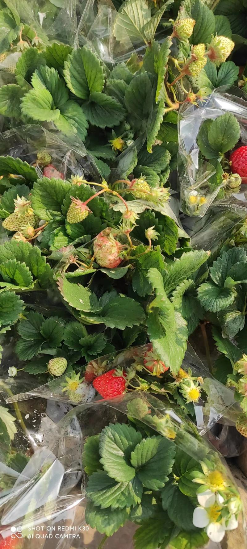草莓小盆栽基地直发盆栽草莓质量保证