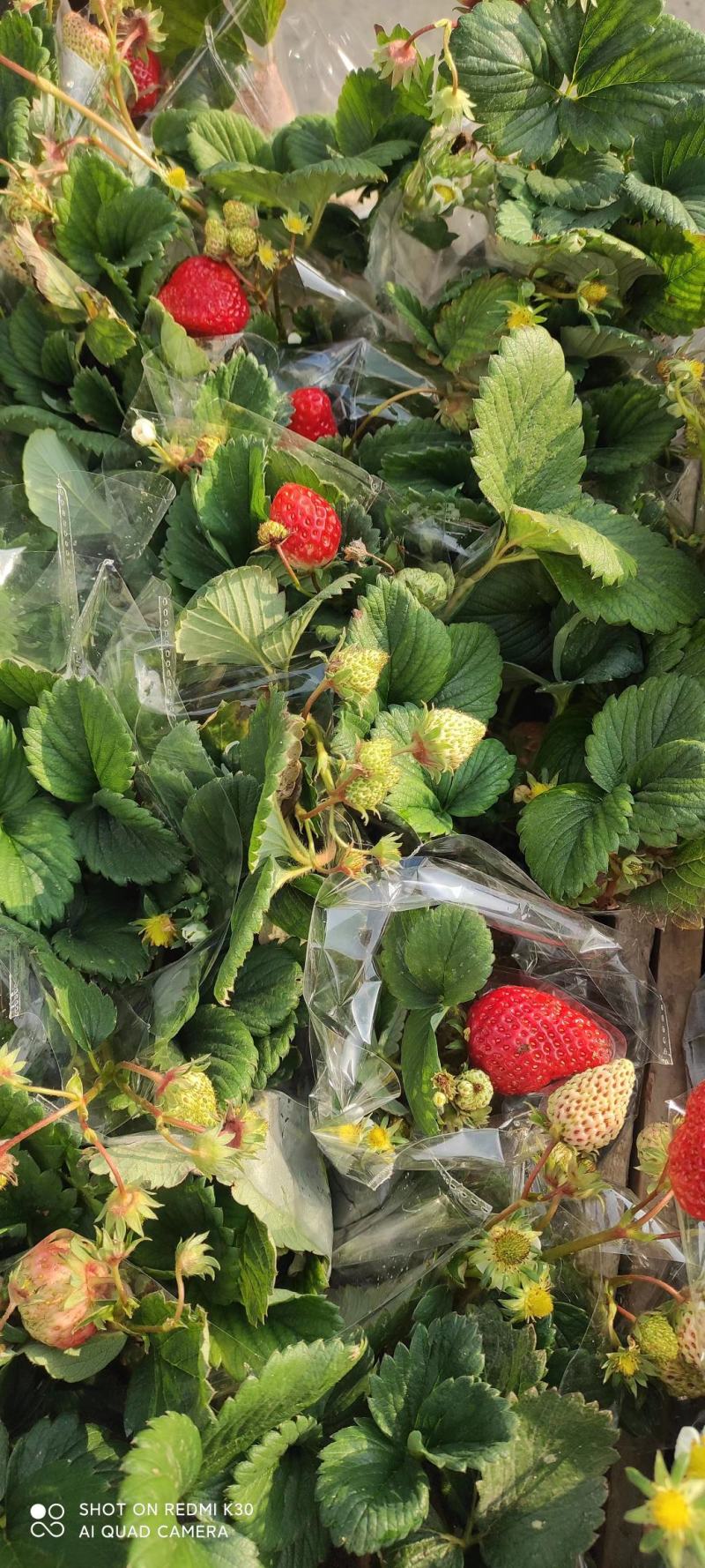 草莓小盆栽基地直发盆栽草莓质量保证