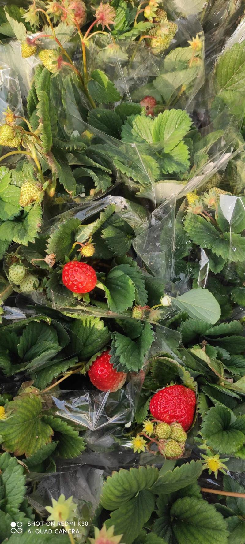 草莓小盆栽基地直发盆栽草莓质量保证