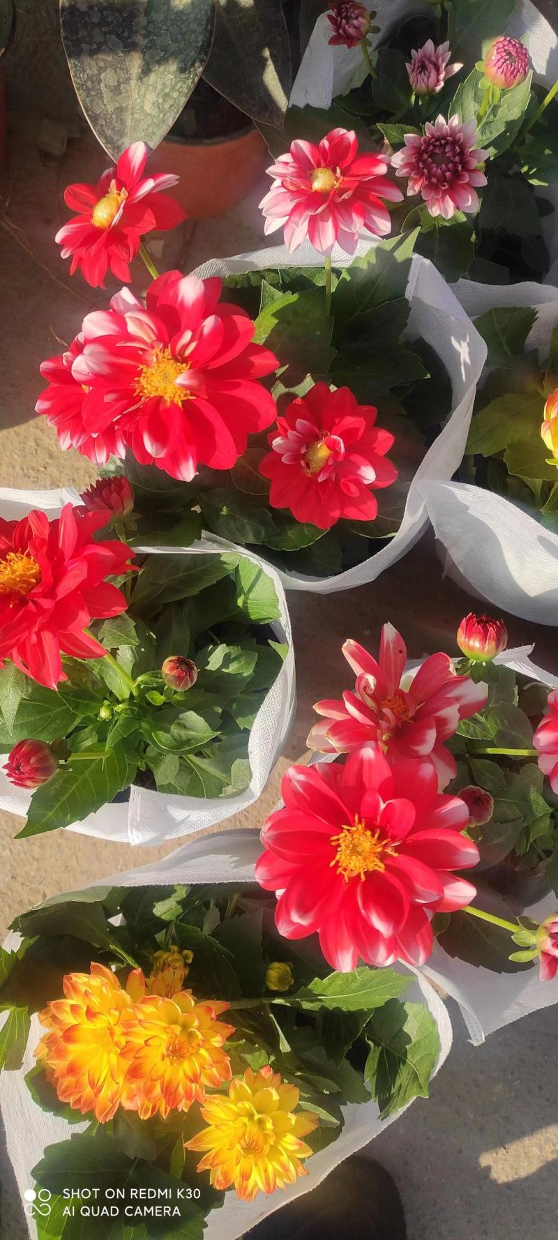 小丽花大丽花天竺牡丹品种齐全进口国产都有基地直