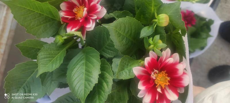 小丽花大丽花天竺牡丹品种齐全进口国产都有基地直
