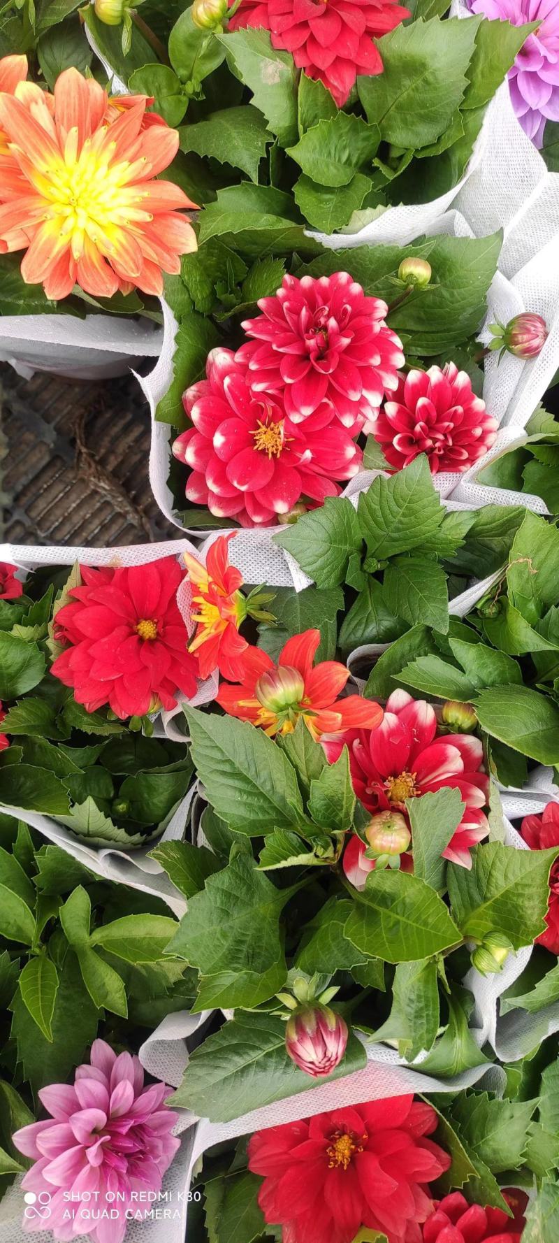 小丽花大丽花天竺牡丹品种齐全进口国产都有基地直