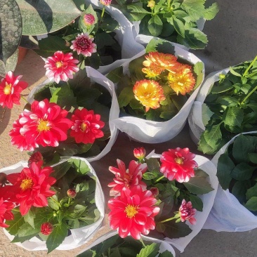 小丽花大丽花天竺牡丹品种齐全进口国产都有基地直