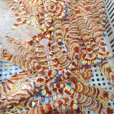 冻斑节虾九节虾花虾竹节虾花斑虾海鲜海虾食材供应