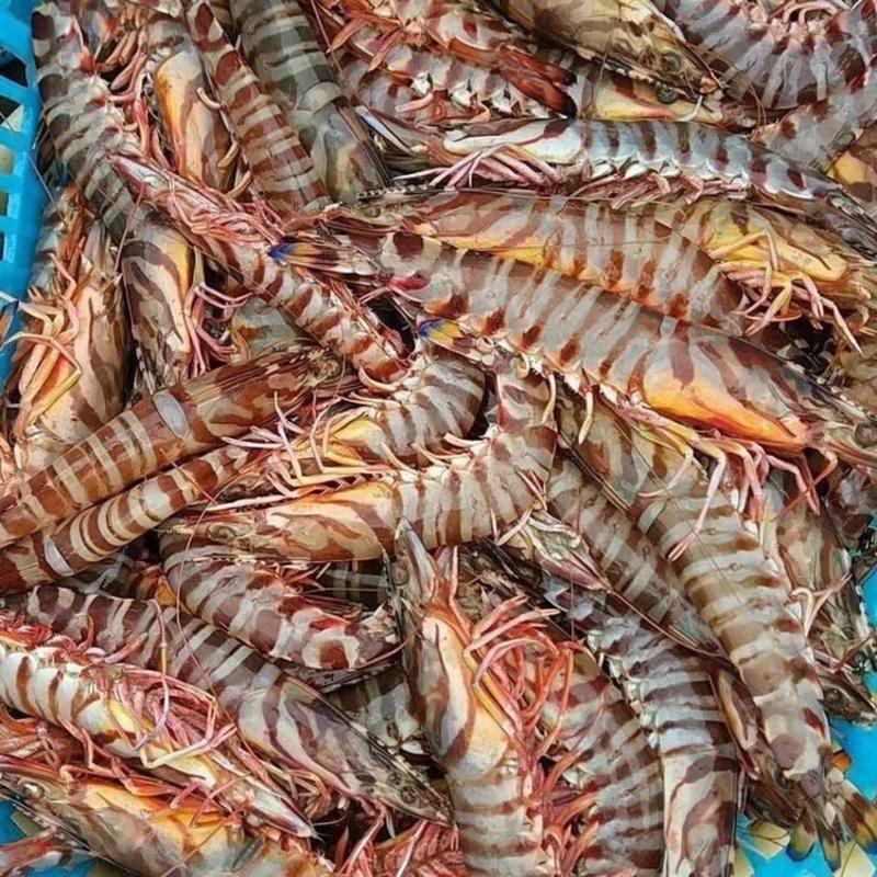 冻斑节虾九节虾花虾竹节虾花斑虾海鲜海虾食材供应