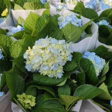 八仙花绣球绿化工程专用苗圃直供