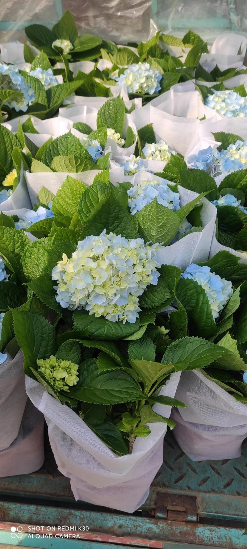 八仙花绣球绿化工程专用苗圃直供
