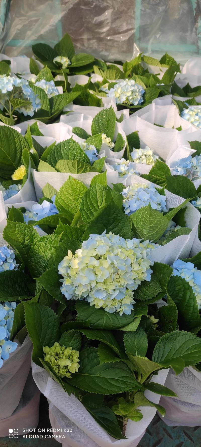 八仙花绣球绿化工程专用苗圃直供