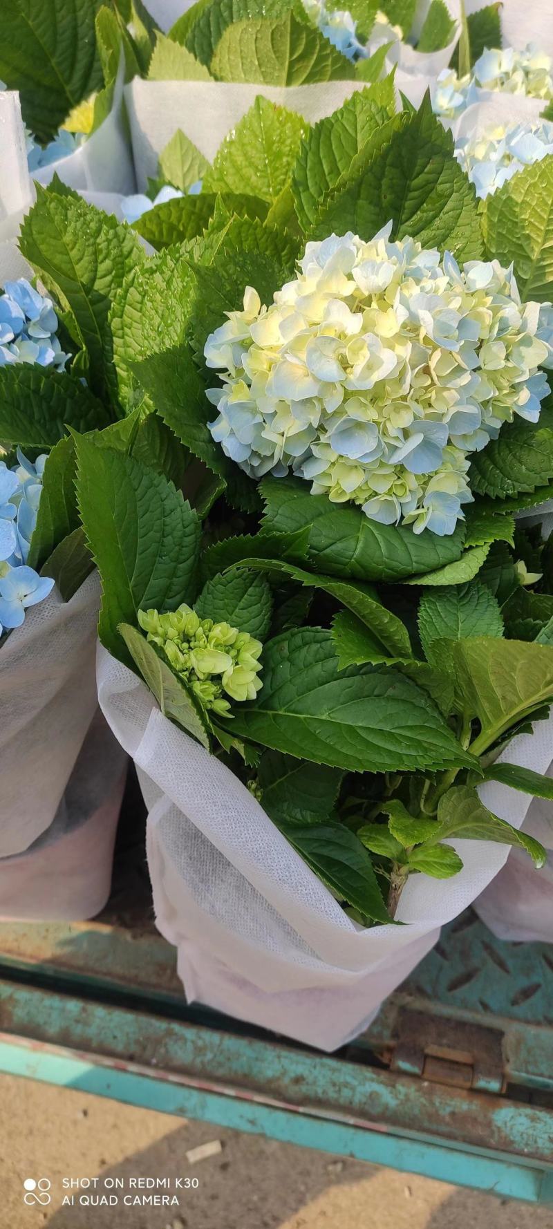 八仙花绣球绿化工程专用苗圃直供