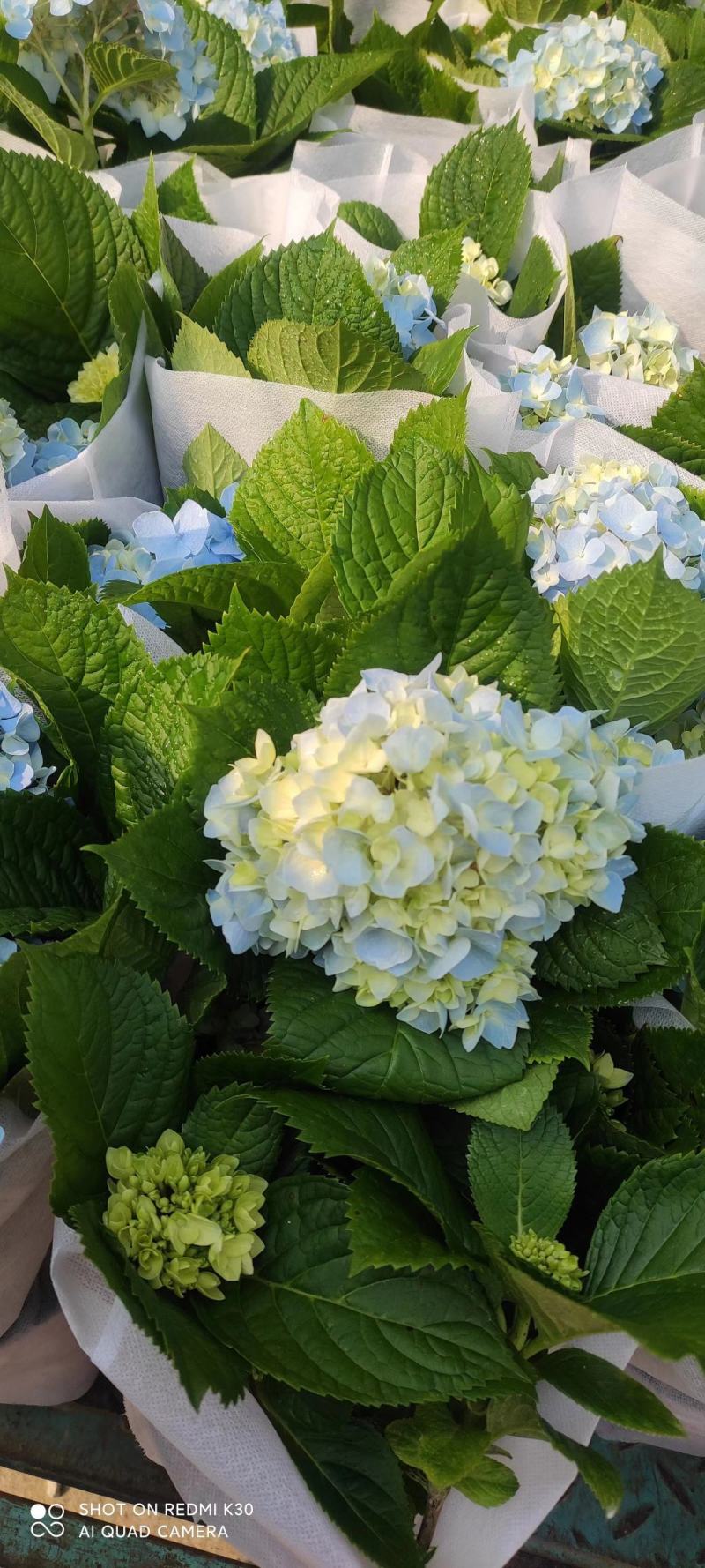 八仙花绣球绿化工程专用苗圃直供