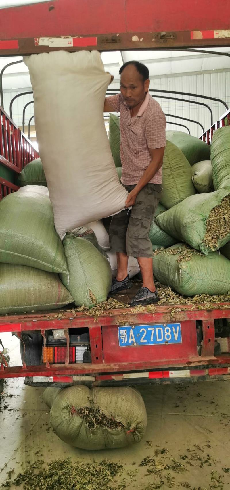 艾草李时珍故里蕲艾三年陈艾叶