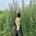 艾草李时珍故里蕲艾三年陈艾叶