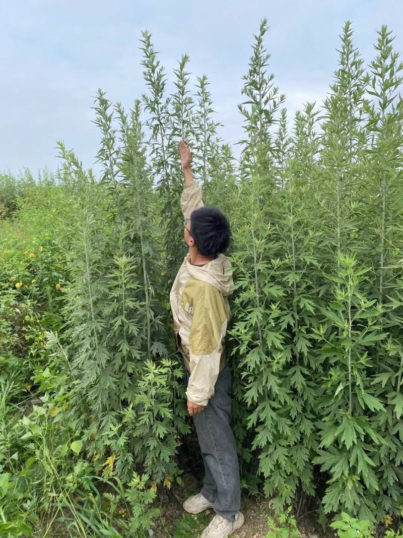 艾草李时珍故里蕲艾三年陈艾叶
