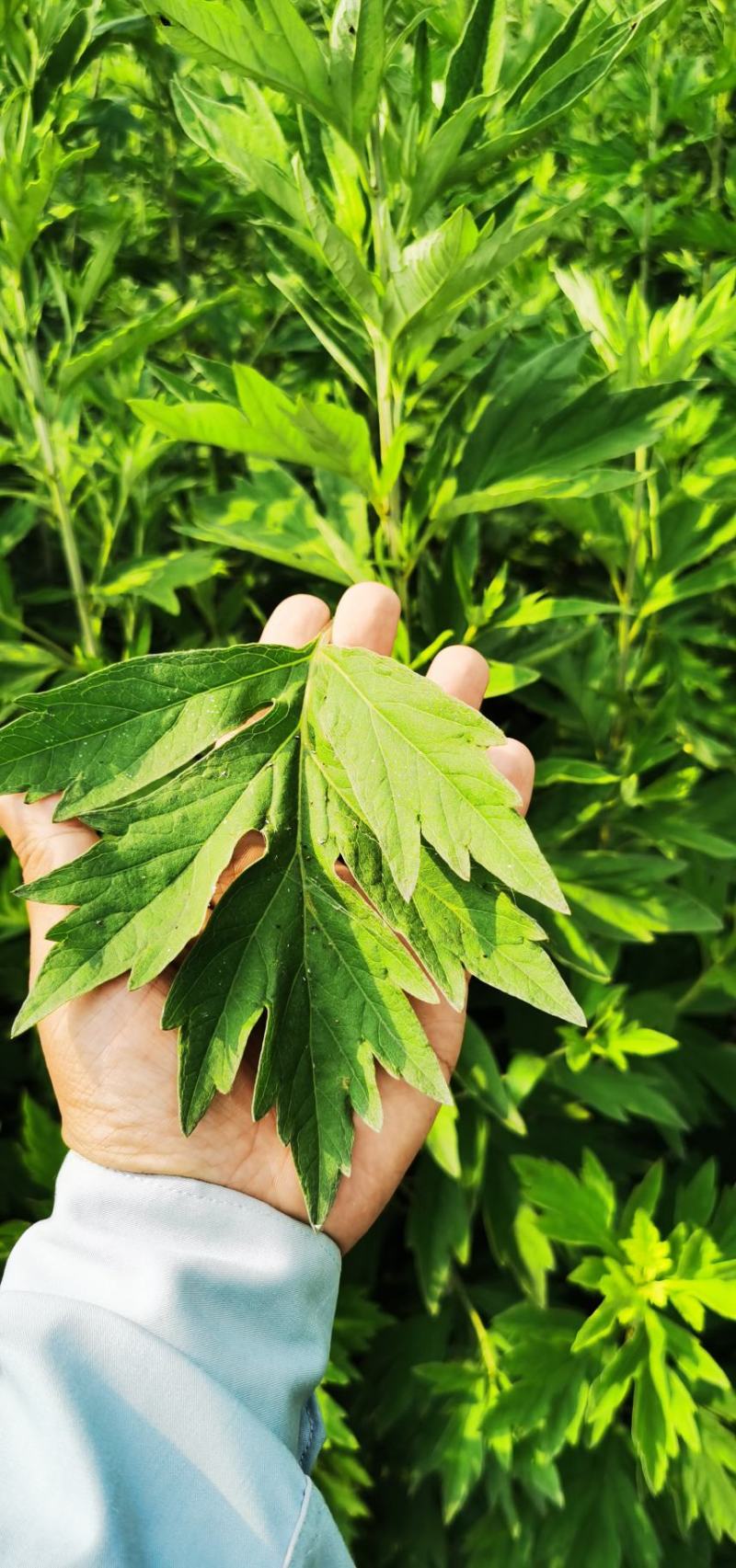 艾草李时珍故里蕲艾三年陈艾叶