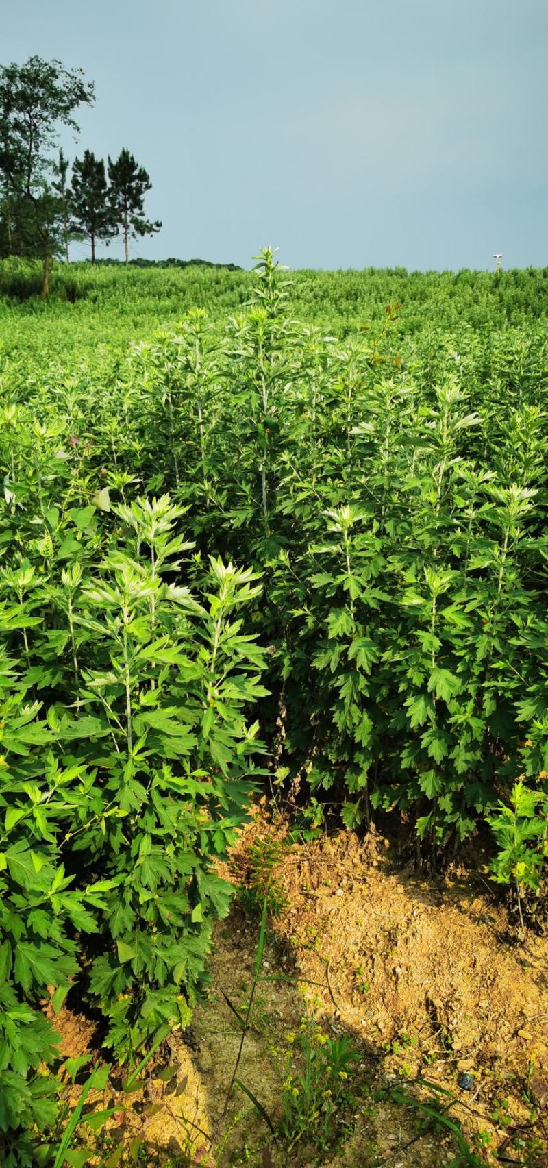 艾草李时珍故里蕲艾三年陈艾叶