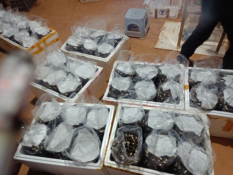常年供应黑皮鸡枞菌基地直发，全国包邮，新鲜