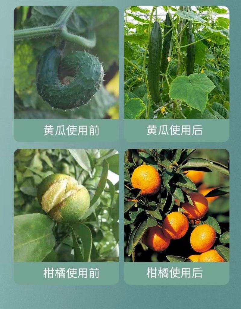 源沃肥业哈次木霉菌品质保证欢迎咨询合作