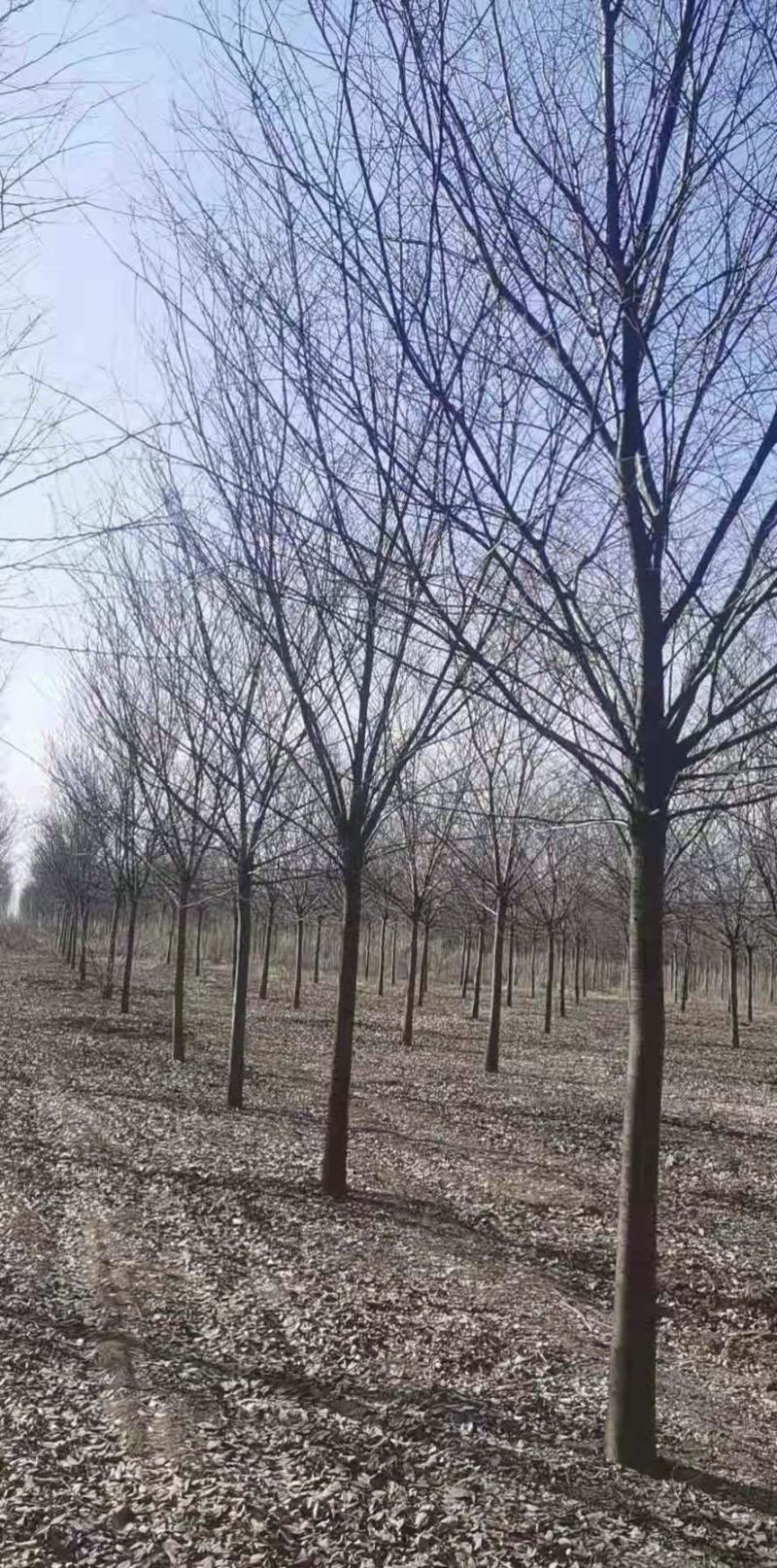 大量供应15公分精品榉树工程苗苗圃基地直销