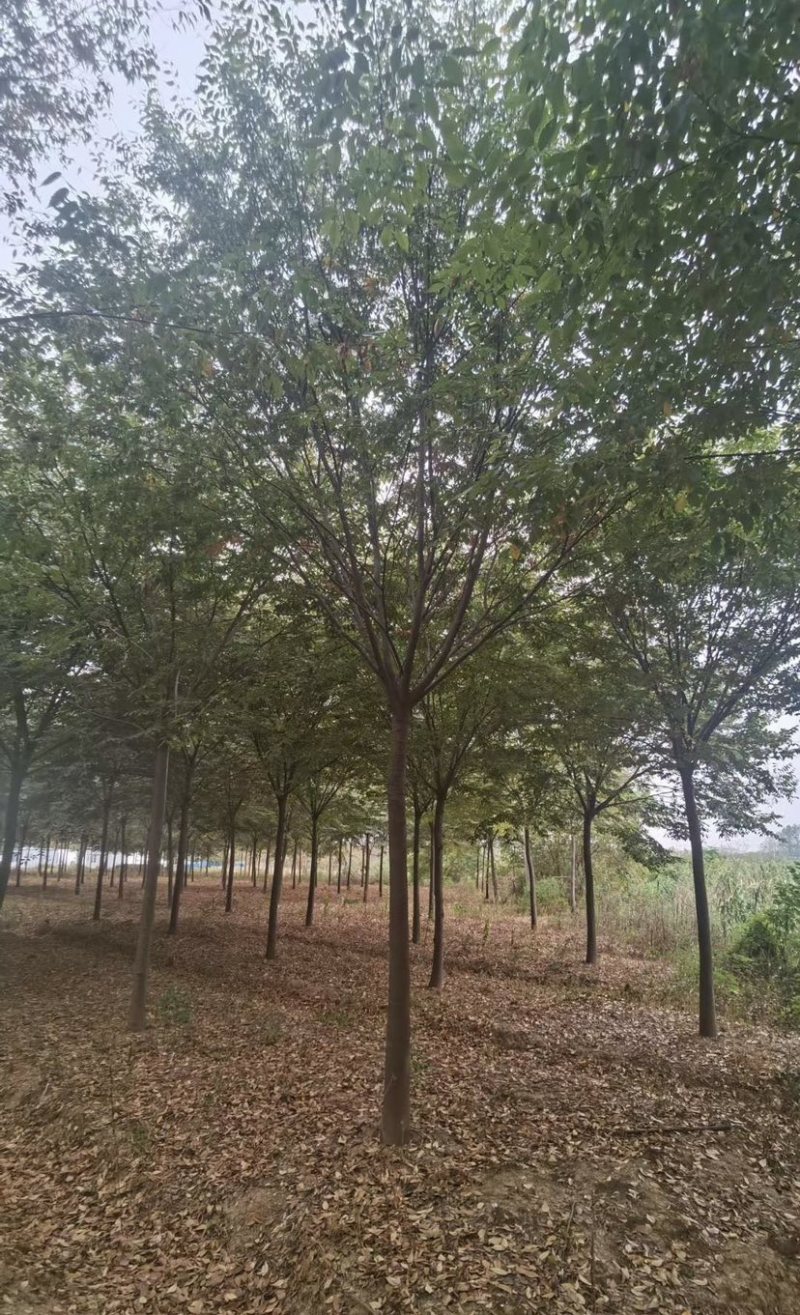 大量供应15公分精品榉树工程苗苗圃基地直销