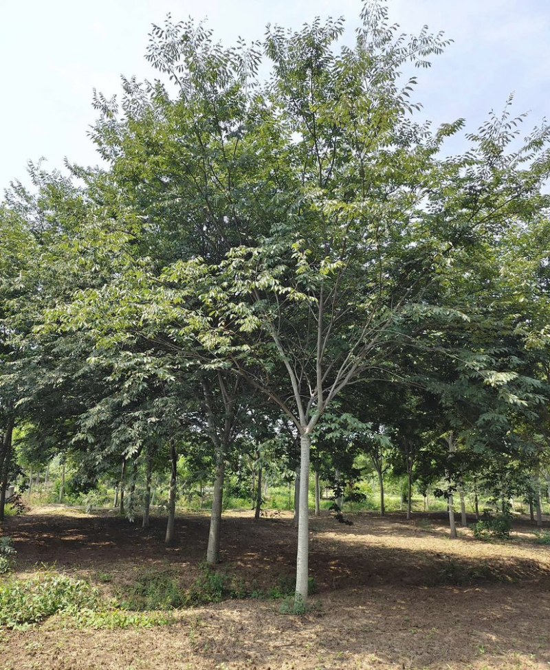 大量供应15公分精品榉树工程苗苗圃基地直销