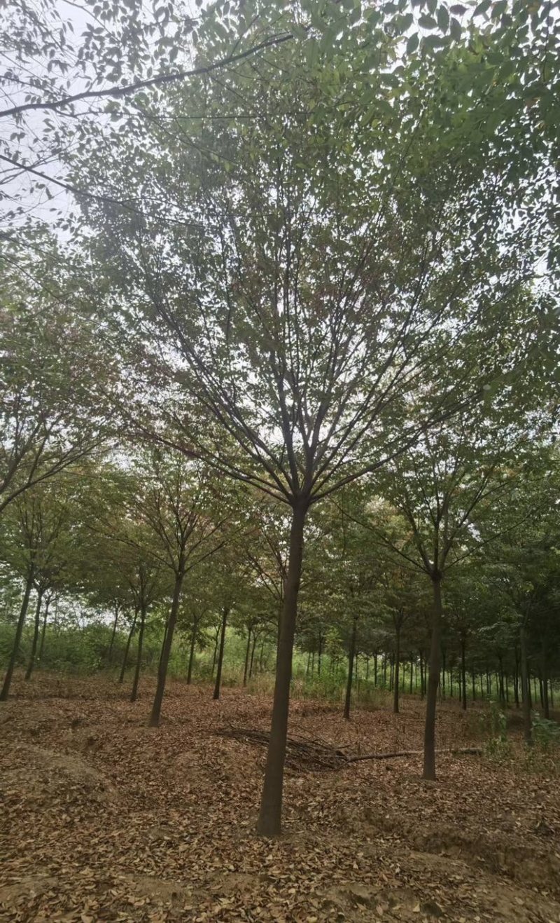 大量供应15公分精品榉树工程苗苗圃基地直销