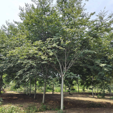 大量供应15公分精品榉树工程苗苗圃基地直销