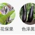 茄子黑亮膨大素茄子叶面肥膨果素亮果拉长上色保花保果