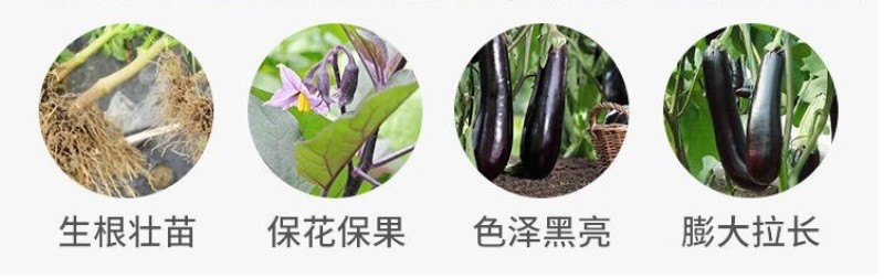 茄子黑亮膨大素茄子叶面肥膨果素亮果拉长上色保花保果