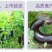 茄子黑亮膨大素茄子叶面肥膨果素亮果拉长上色保花保果