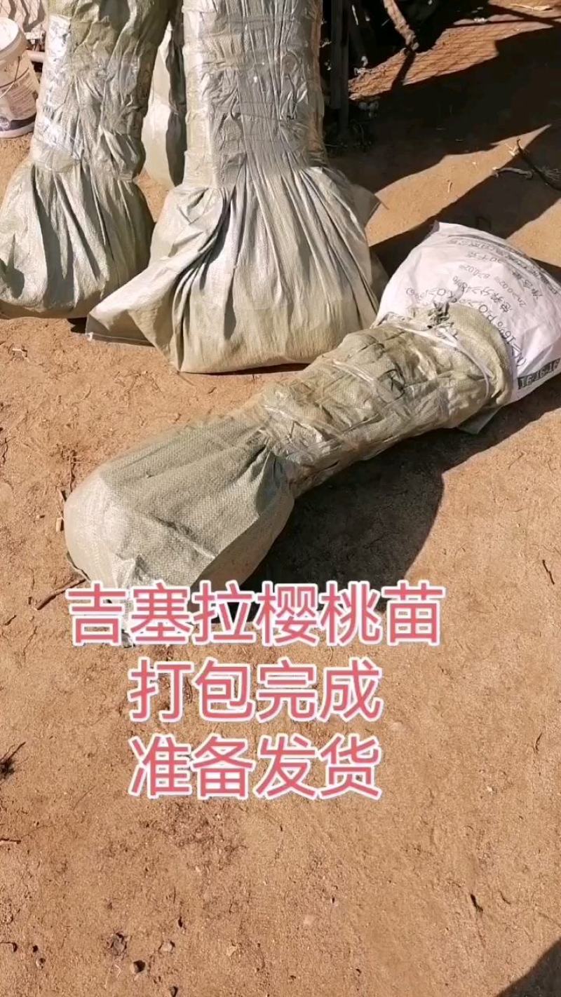 矮化大樱桃苗俄罗斯八号，美早，沙王辉煌，品种多多