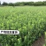 大量批发40公分50公分60公分高卫矛工程苗基地直销
