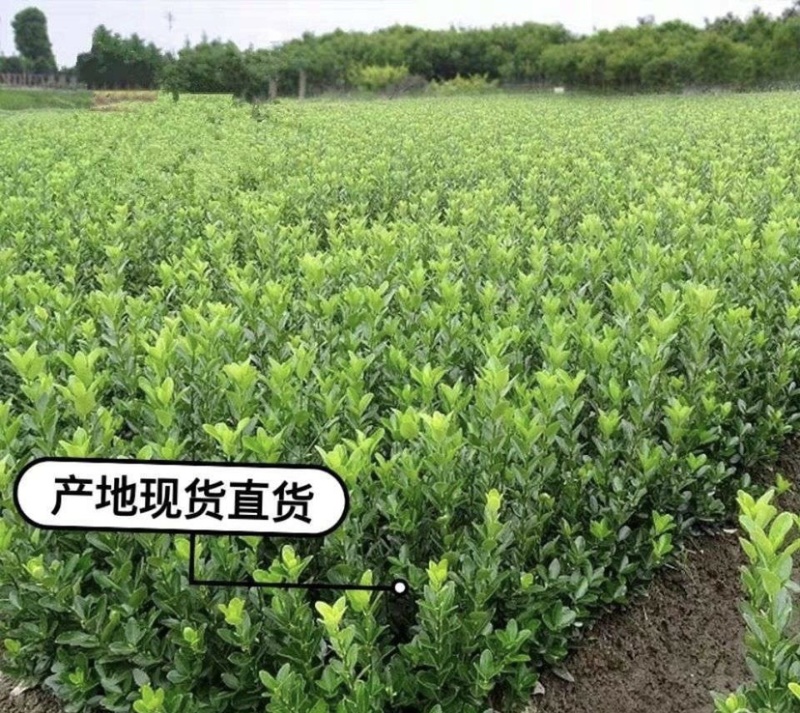 大量批发40公分50公分60公分高卫矛工程苗基地直销