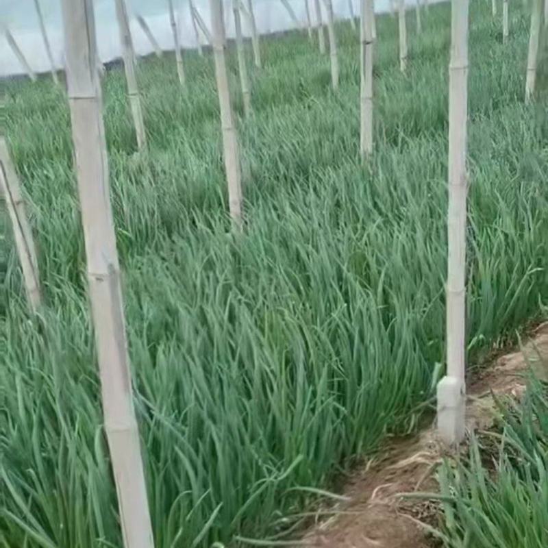 小葱菠菜香菜