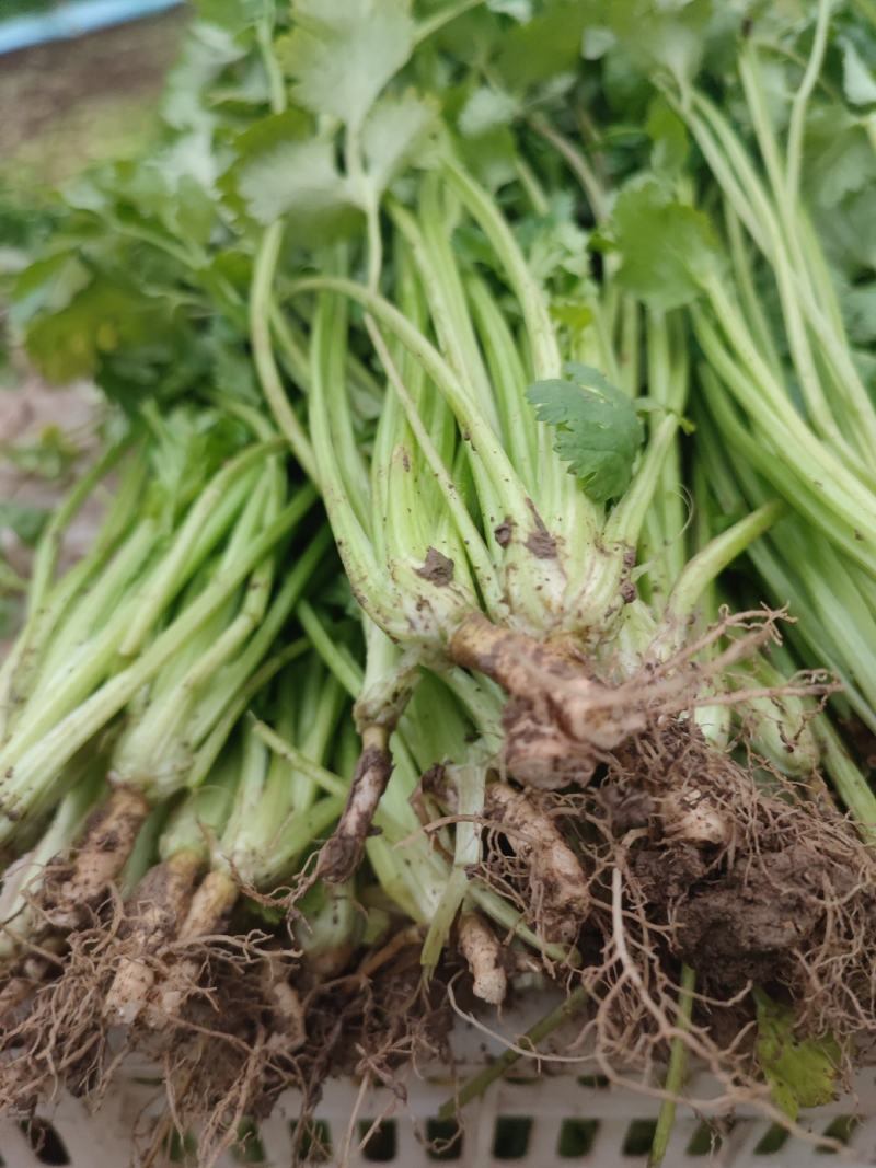 小葱菠菜香菜