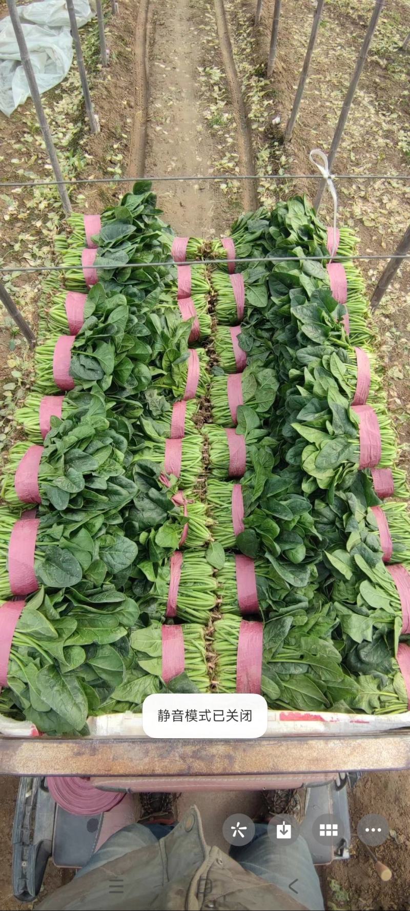 小葱菠菜香菜