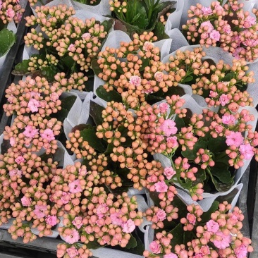 长寿花品种全基地直发，各种品种都有质量保证