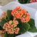 长寿花品种全基地直发，各种品种都有质量保证