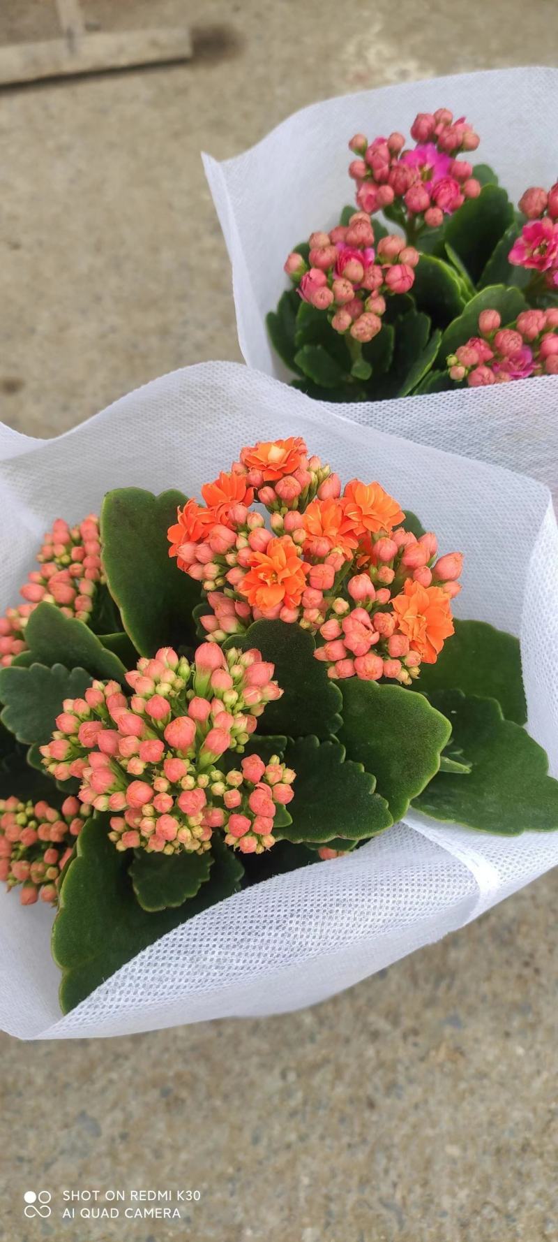 长寿花品种全基地直发，各种品种都有质量保证