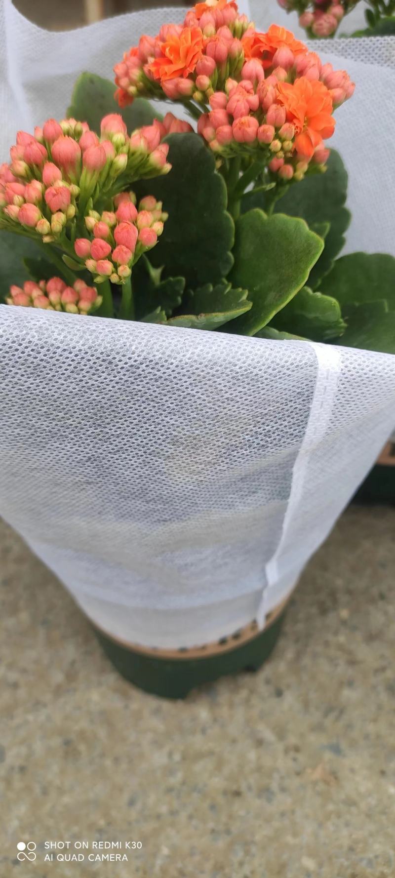 长寿花品种全基地直发，各种品种都有质量保证