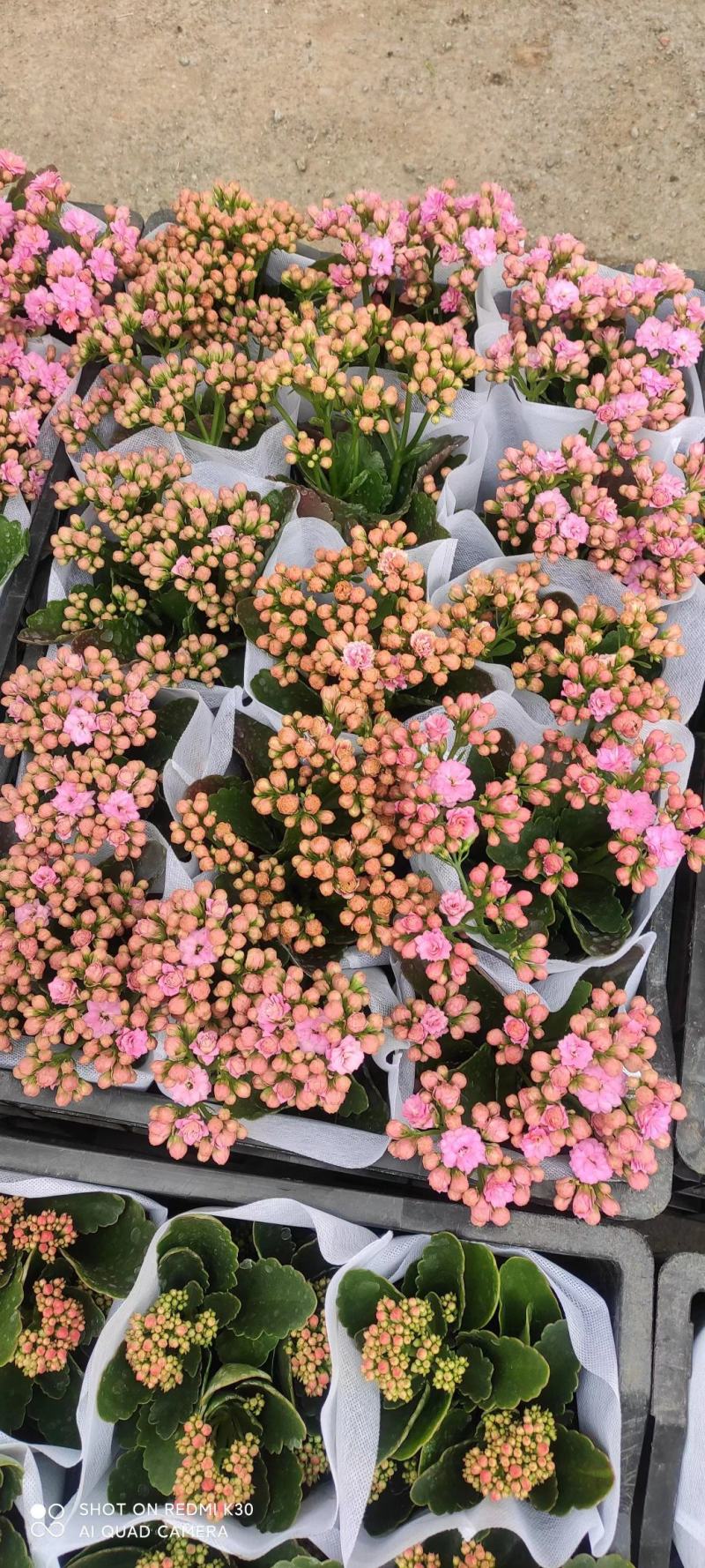 长寿花品种全基地直发，各种品种都有质量保证