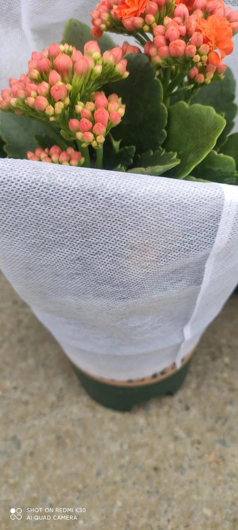 长寿花品种全基地直发，各种品种都有质量保证