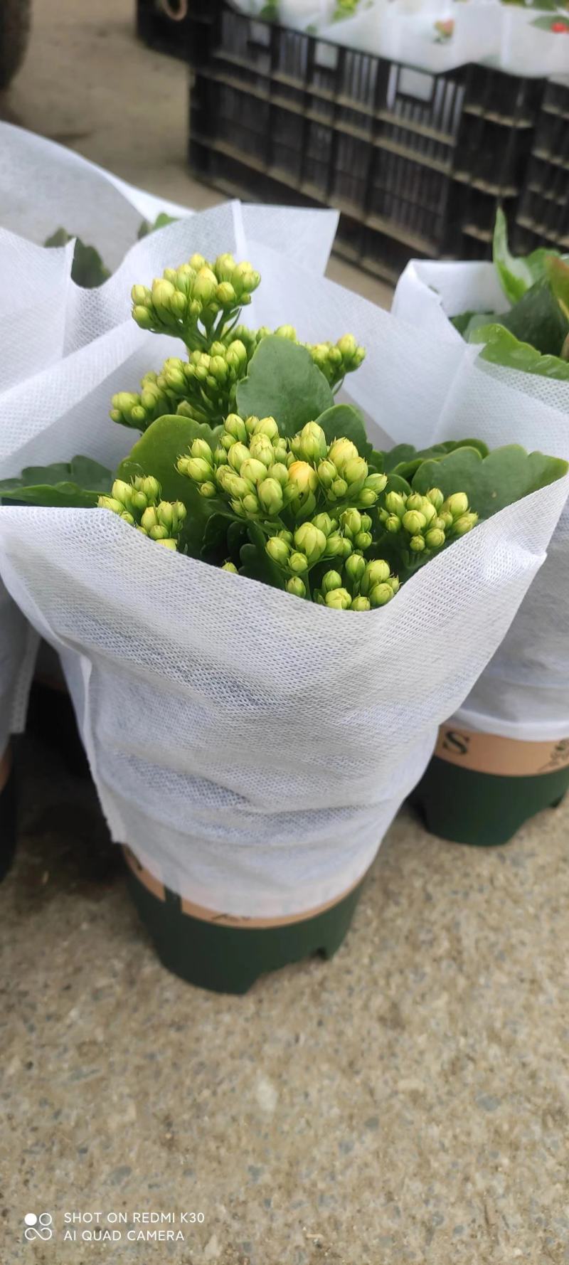 长寿花品种全基地直发，各种品种都有质量保证