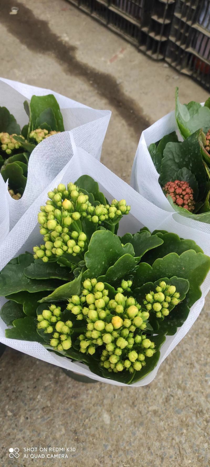 长寿花品种全基地直发，各种品种都有质量保证