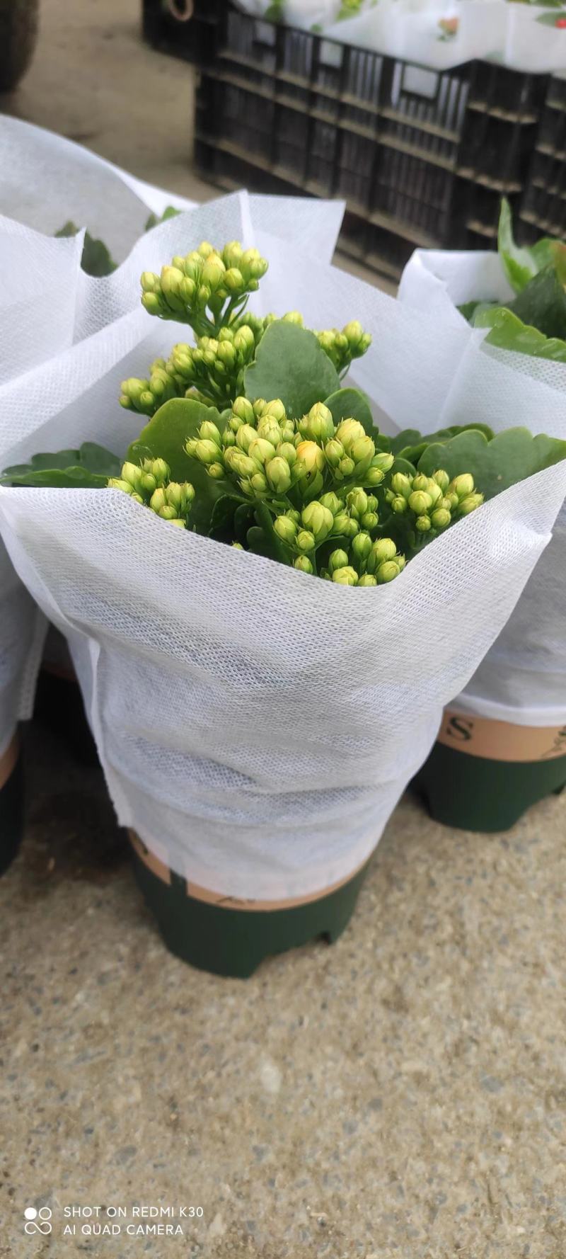 长寿花品种全基地直发，各种品种都有质量保证