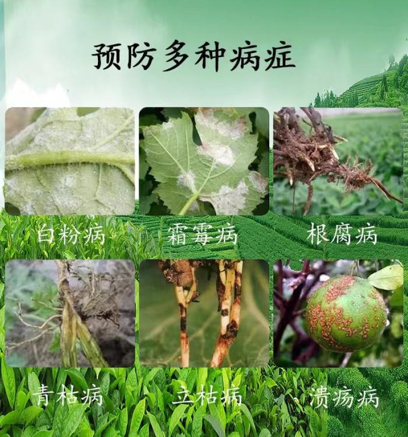 枯草芽孢杆菌，厂家直发品质保证欢迎咨询合作