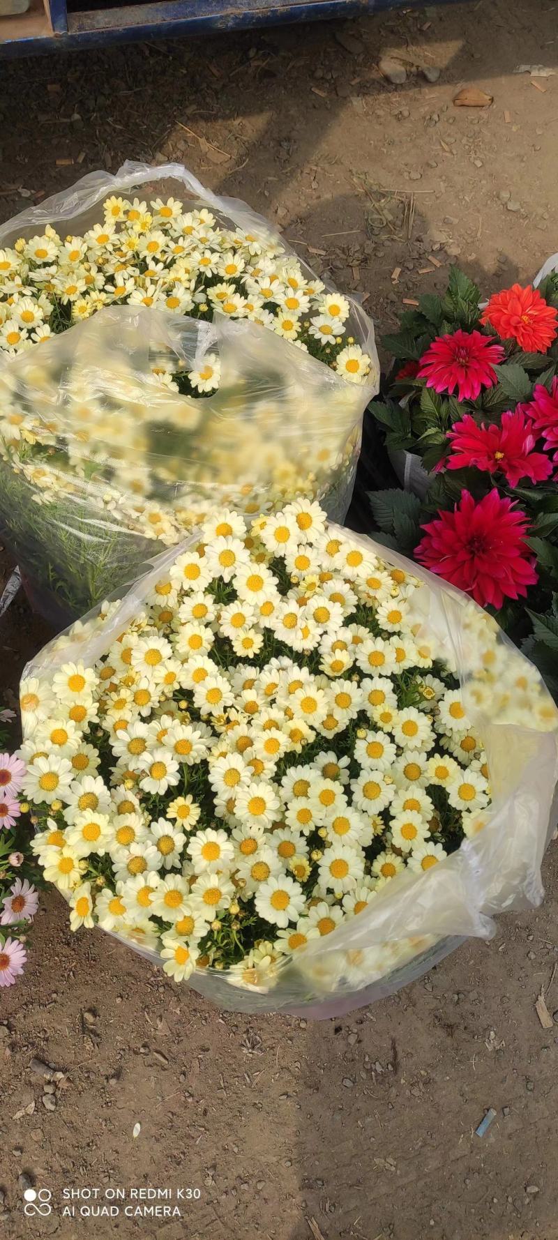 玛格丽特品种齐全基地直发质量保证
