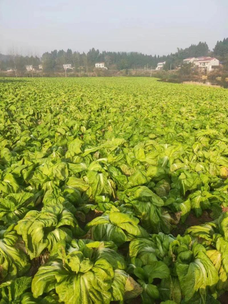 青菜
