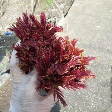 大竹香椿，承接批发，代收，代发等各种业务